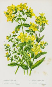 Blomstrende planter fra Storbritannia: Perforert johannesurt, uperforert johannesurt, slyngeprik johannesurt, fjelljohannesurt (fargelitografi) av English School