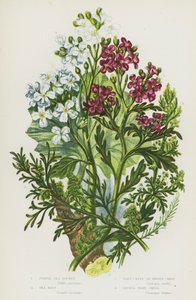 Blomstrende planter i Storbritannia: Lilla havrakett, grønnkål, vortekarse eller svinekarse, mindre vortekarse (farge litho) av English School