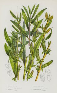 Blomstrende planter i Storbritannia: Purple Willow, Rose Willow, Pine Basket-Osier, Green-Leaved Osier (farge litho) av English School