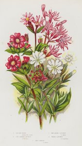 Blomstrende planter i Storbritannia: Ragged Robin, Red German Catchfly, Red Alpine Catchfly, White Catchfly, Red Campion (farge litho) av English School
