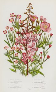 Blomstrende planter i Storbritannia: Rose-Bay Willow Urt, Great Hairy Willow Urt, Småblomstret hårete Willow Urt, Bred Glat Bladed Willow Urt, Blek glatt bladed Willow Urt, Sqaure stilket Willow Urt, smalbladet Myr Willow Urt, Chickweed Lea av English School