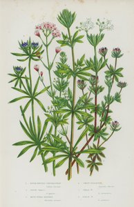 Blomstrende planter fra Storbritannia: Grovfruktet maisbedstrå, gåsegress, blå åkerkrapp, søt skogsmark, liten skogsmark, åkerskogsmark (fargelitografi) av English School