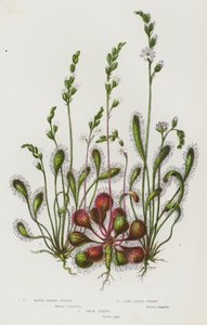 Blomstrende planter i Storbritannia: Rundbladet sundew, langbladet sundew, stor sundew (fargelitografi) av English School