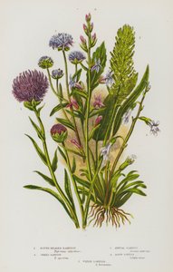 Blomstrende planter i Storbritannia: Rundhodet rampion, piggete rampion, ettårig skabb, skarp lobelia, vannlobelia (fargelitografi) av English School