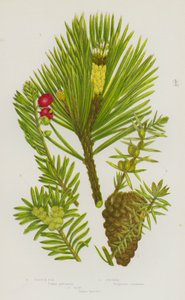Blomstrende planter i Storbritannia: gran, einer, barlind (farge litho) av English School
