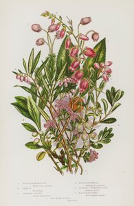 Blomstrende planter fra Storbritannia: Skotsk menziesia, irsk menziesia, slepende asalea, myrandromeda, stramt jordbærtre, svartbjørnebær, rødbjørnebær (fargelitografi) av English School