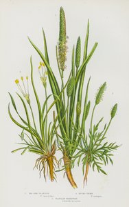 Blomstrende planter i Storbritannia: Strandplantain, Bucks Thorn, Plantain Shoreweed (fargelitografi) av English School