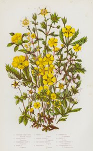 Blomstrende planter i Storbritannia: Buskfink, sølvgress, jordbærblomstrende fink, gråfink, vårfink, oransje alpefink, sagbladet hårete fink, krypende fink, tepperot, hvit fink, tre  av English School