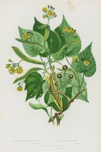 Blomstrende planter i Storbritannia: glattbladet limetre, vanlig limetre, stort bladlimetre (farge litho) av English School