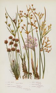 Blomstrende planter i Storbritannia: Soft Rush, Hard Rush, Blunt Flowered Jointed Rush, Trebladet Rush, Rundfrukt Rush, Slankt spredende Rush, Capitate Rush (farge litho) av English School