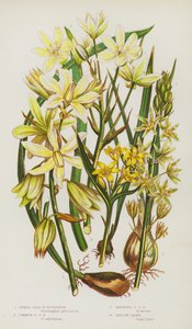 Blomstrende planter i Storbritannia: Spiked Star of Bethlehem, Common Star of Bethlehem, Drooping Star of Bethlehem, Yellow Gager (farge litho) av English School