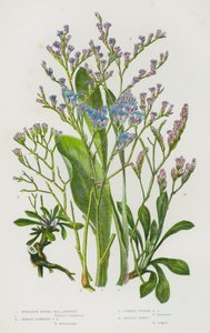 Blomstrende planter i Storbritannia: Spredning av pigget sjølavendel, fjernblomstret sjølavendel, stående pigget sjølavendel, mattet sparsommelighet (farge litho) av English School