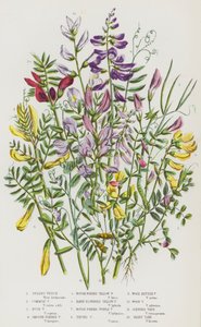 Blomstrende planter i Storbritannia: vårvikke, vanlig vikker, buskvikke, glattbelget vikker, grovbelget gulvikk, hårblomstret gulvikk, grovpollet purpurvikk, tuvet vikker, skogvikk, skogvikk, slank tara , hårete tara (farge av English School