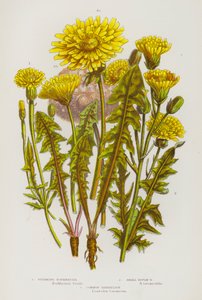 Blomstrende planter i Storbritannia: Stinking Borkhausia, Small Rough'b, vanlig løvetann (farge litho) av English School