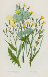 Blomstrende planter i Storbritannia: Sterkt duftende salat, stikkende salat, minstesalat, eføysalat (fargelitografi) av English School