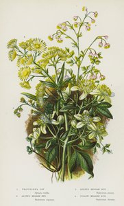 Blomstrende planter i Storbritannia: Traveller