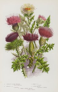 Blomstrende planter i Storbritannia: Knollformet fjærtistel, engfjærtistel, dvergfjærtistel, bomullstistel, vanlig karlinetistel (fargelitus) av English School
