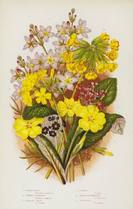 Blomstrende planter i Storbritannia: Vannfiolett, Primrose, Jacquins Oxlip, Cowslip, Birds Eye Primrose, Scottish Primrose (farge litho) av English School
