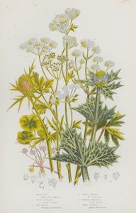 Blomstrende planter i Storbritannia: Hvitråte, Wood Sanicle, Sea Holly, Field Eryngo, Water Hemlock, Villselleri (farge litho) av English School