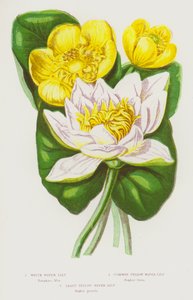 Blomstrende planter i Storbritannia: Hvit vannlilje, vanlig gul vannlilje, minst gul vannlilje (fargelitografi) av English School