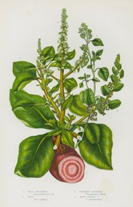 Blomstrende planter i Storbritannia: vill amaranth, bete, stinkende gåsefot, mange frøet gåsefot (farge litho) av English School
