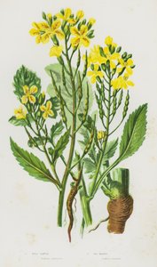 Blomstrende planter i Storbritannia: Vill reddik, strandreddik (fargelitografi) av English School
