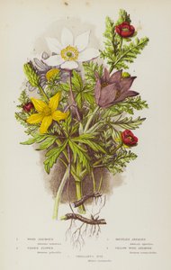 Blomstrende planter i Storbritannia: Vedanemone, Pasque Flower, Mountain Anemone, Pasque Flower, Yellow Wood Anemone, Pheasant