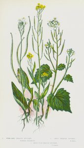 Blomstrende planter i Storbritannia: orm-frø sirup sennep, hvitløks sirup sennep, hare
