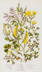 Blomstrende planter fra Storbritannia: Gul sigd-medick, luserne, svart medick, flekkete medick, liten bur-medick, nett-medick, fuglefot-bukkehornkløver, gul melilot, hvit melilot, åker-melilot (fargelitografi) av English School