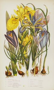 Blomstrende planter i Storbritannia: Yellow Water Iris, Stinking Iris, Columnas Trichonema, Purple Spring Crocus, Least Spring Crocus, Golden Crocus, Saffron Crocus, Nakne-blomstrende krokus (farge litho) av English School