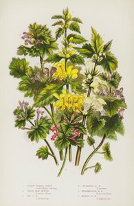 Blomstrende planter fra Storbritannia: Gul veslesnøtt, hvit dødnesle, rød dødnesle, snittbladet dødnesle, mellomliggende dødnesle, henbit-dødnesle (fargelitografi) av English School