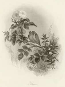 Blomster av English School