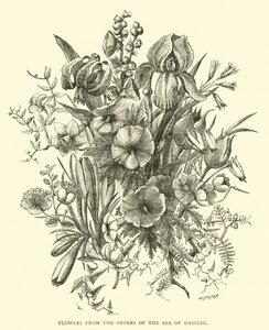 Blomster fra bredden av Genesaretsjøen av English School