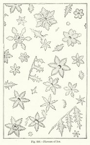 Flowers of Ice (gravering) av English School