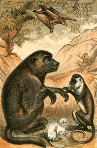 Flying Lemur, Bavian, Diana Monkey og Marmoset av English School