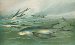 Flyvende fisk av English School