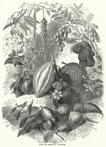Food of American Monkeys (gravering) av English School