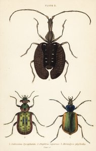 Skogslarvejeger, Calosoma sycophanta 1, jordbille, Elaphrus riparius 2 og fiolinbille, Mormolyce phyllodes 3 av English School
