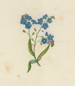 Forglem-meg-ikke, Myosotis Palustris (farge litho) av English School