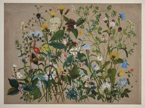 Førti ville blomster plukket på kysten av Low Wood av English School