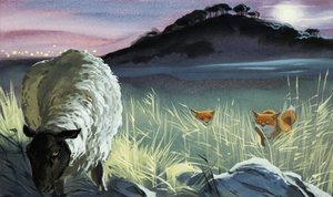 Rever ser på en sau