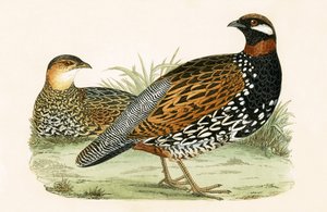 Francolin, illustrasjon fra 