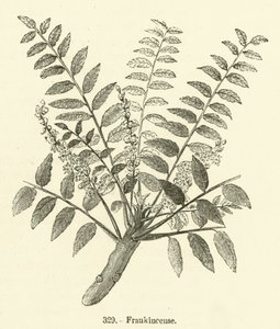 Frankincense (gravering) av English School