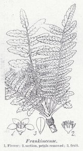 Frankincense (litho) av English School
