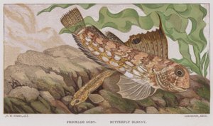 Fregnet kutling, sommerfuglblenny (fargelitografi) av English School
