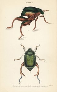 Froskebeinbille eller kengurubille, Sagra papuana 1, og skinnende bladsnutebille, Chrysophora chrysochlora av English School
