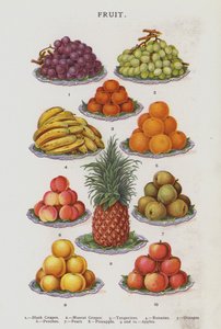 Frukt (kromolitho) av English School
