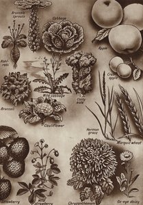 Frukt, grønnsaker og blomster og ville varianter som de ble dyrket fra (litho) av English School