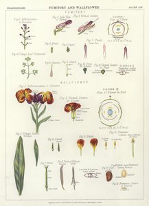 Fumitory og Wallflower av English School