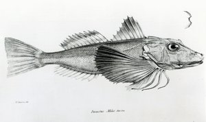 Galapagos Gurnard, plate 6 fra 